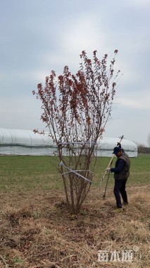 高度501厘米丛生茶条槭