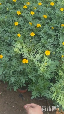 高度25厘米孔雀草