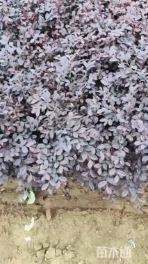 高度42厘米红花继木小苗