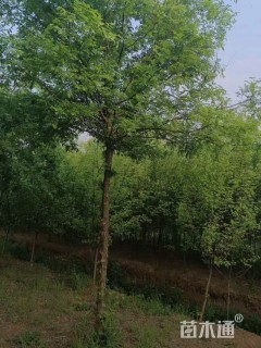 8公分皂荚