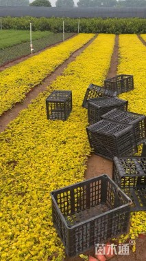 高度20厘米金叶过路黄