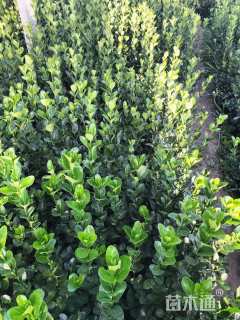 高度40厘米大叶黄杨