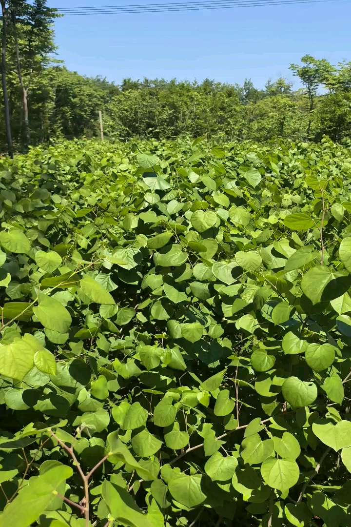 高度120厘米巨紫荆小苗