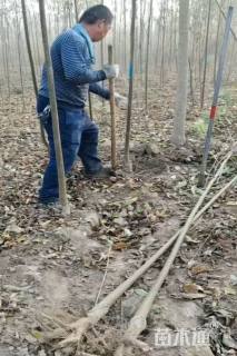 2公分白蜡