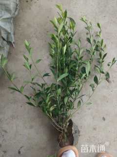高度35厘米栀子花