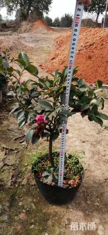 高度40厘米茶梅