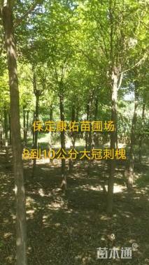 10公分刺槐