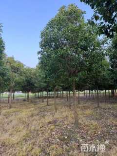 10公分大叶女贞