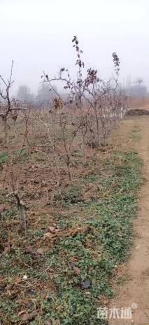 高度1500厘米秋月梨