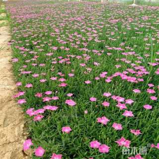 高度10厘米欧石竹