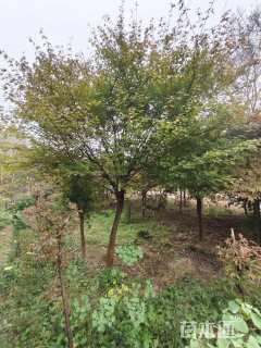 7公分鸡爪槭