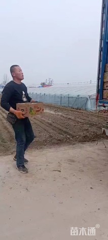 高度30厘米红花酢浆草