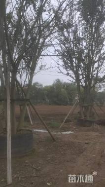 60公分(5杆)丛生朴树