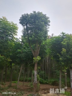 12公分香樟