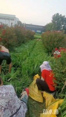 高度50厘米西伯利亚鸢尾