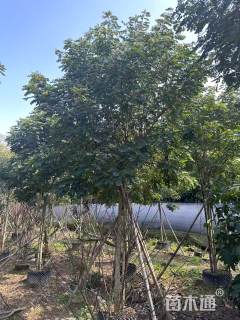 9公分黄花槐