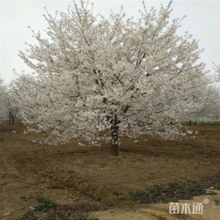 20公分日本早樱