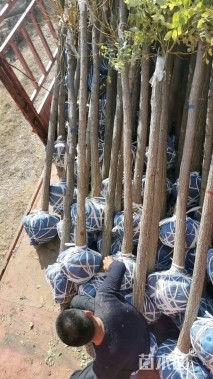 6公分金枝槐