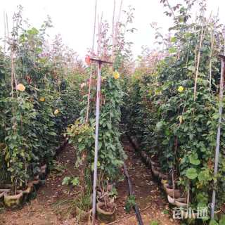 高度100厘米蔷薇