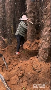 裸干高450厘米棕榈