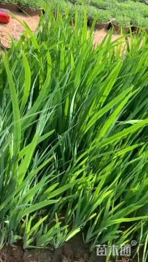 高度30厘米黄菖蒲