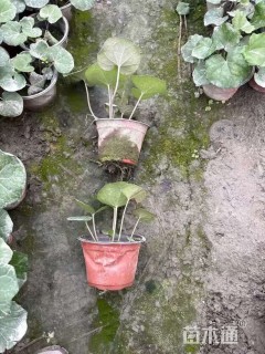 高度20厘米大吴风草