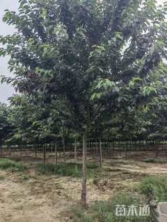 10公分高杆染井吉野樱