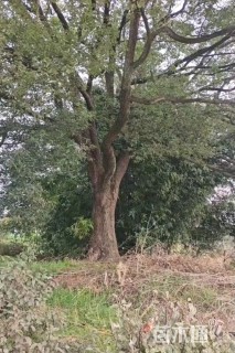 76公分香樟