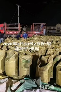 碱蓬草种子