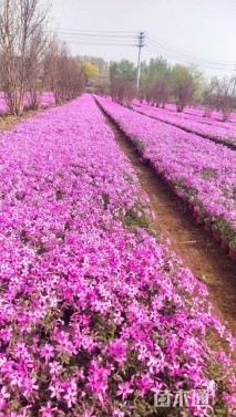 高度15厘米福禄考