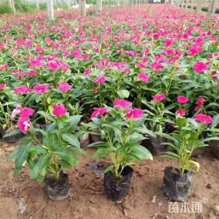 高度15厘米长春花