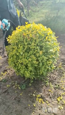 冠幅150厘米金叶榆球