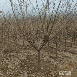 高度250厘米蜡梅