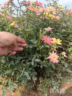 高度30厘米月季