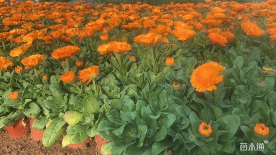 高度25厘米金盏菊