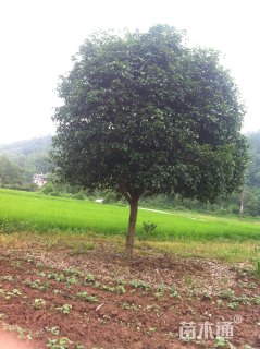20公分桂花