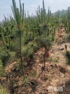 高度100厘米黑松