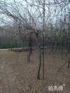 350厘米多花紫藤