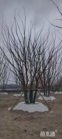 80公分丛生朴树