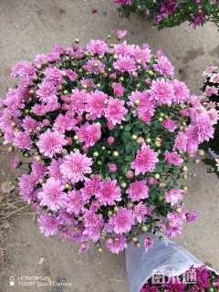 高度38厘米千头菊