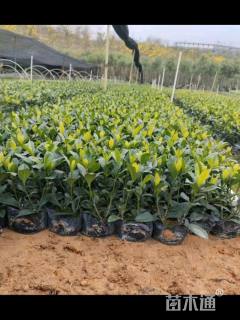 高度40厘米大叶栀子