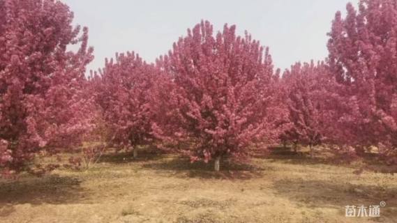 15公分绚丽海棠