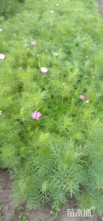 高度10厘米波斯菊