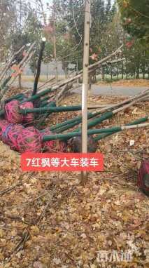 15公分美国红枫