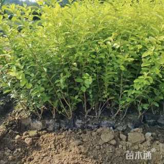 高度50厘米金叶女贞