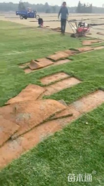 草块状百慕大草