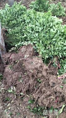 高度50厘米大叶黄杨