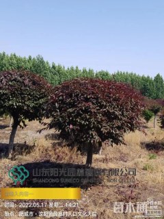 高度140厘米红叶李球