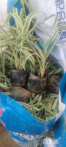 高度15厘米花叶芦竹