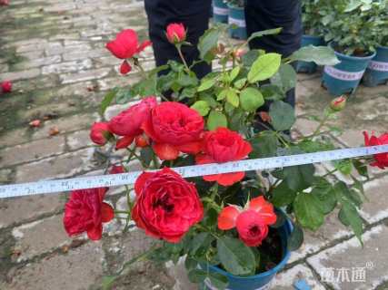 高度50厘米欧洲月季